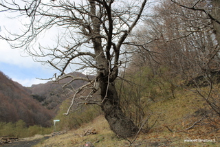 Contrada Cassone